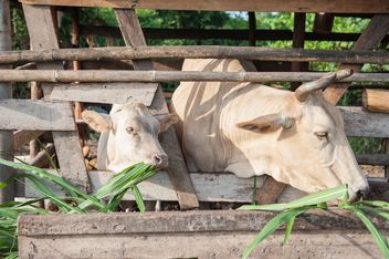 Cows on a farm - image #328117 gratis